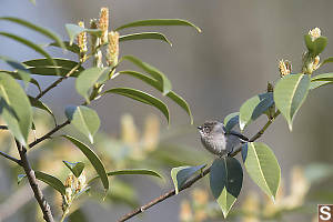 Bushtit In The Sun