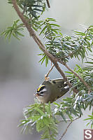 Golden Crown Kinglet Chasing Insect