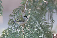 Golden Crown Kinglet Side View