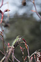 Hummingbird In New Growth