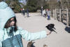 Red Winged Black Bird With Seed