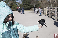 Red Winged Black Bird With Seed