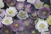 Bowl Of Hellebore