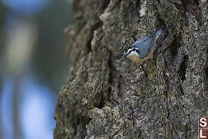 Red Breasted Nuthatch On Douglas Fir