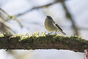 Ruby Crowned Kinglet Looking For Bugs