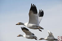 Snow Geese Taking Flight