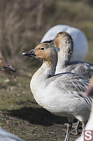 Two Juvenile Snow Geese