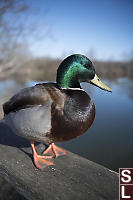 Malard Male On Handrail