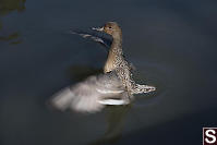 Northern Pintail Female