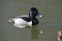 Ring Necked Duck