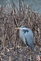 Great Blue Heron In Reeds