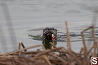 River Otter Spotted Me