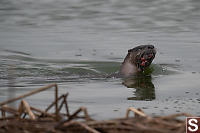 River Otter Swimming By