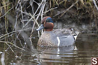 Green Winged Teal