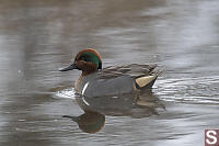 Green Winged Teal With Somewhere To Go