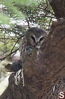 Northern Saw Whet Owl With Catch