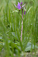 Shoot Star In Grass