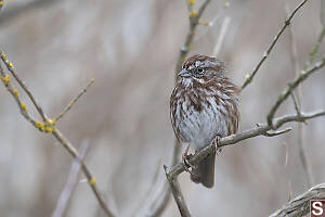 Song Sparrow