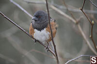 Spotted Towhee Face