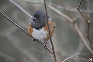 Spotted Towhee Face