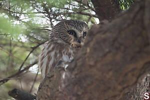 Yellow Eyes Northern Saw Whet Owl