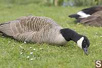 Goose Snacking