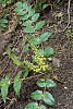 Oregon grape