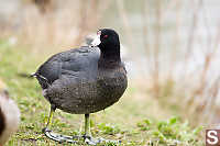 American Coot By Marsh