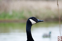 Canada Goose Master Of The Marsh