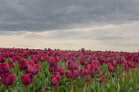 Dark Tulips Dark Sky