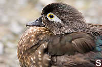 Female Wood Duck