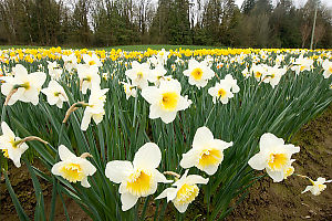 Light Daffodils In Front Of Dark