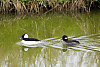 Bufflehead