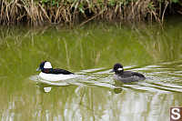 Male And Female Bufflehead