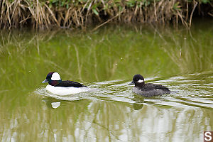 Male And Female Bufflehead