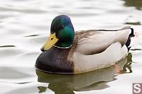 Male Mallard