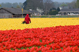 Red Jacket In Field