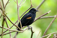 Redwing Blackbird