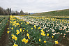 Rows Of Daffodils