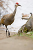 Sandhill Crane