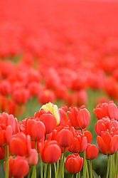 Single Yellow Flower