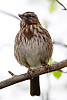 Song Sparrow