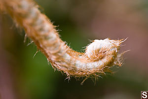 Sword Fern