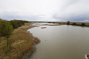 Wetlands From Tower