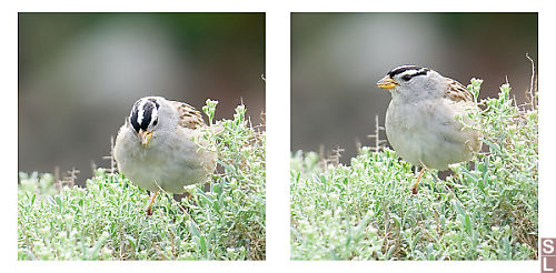 White Crowned Sparrow