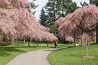 Cherry Tree Lined Path