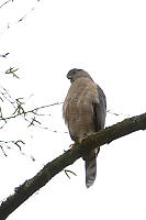 Coopers Hawk