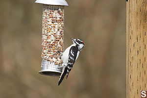 Downy Woodpecker On Feeder