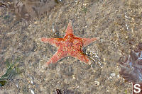 Leather Star In Shallow Water