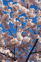 Pink Blooms On Hard Blue Sky